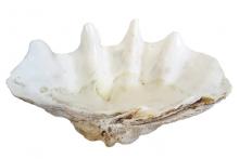 oversised shell