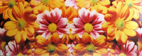 Fine Art Floral Color Photography titled -Brothers a Sisters