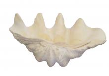 real sea shell